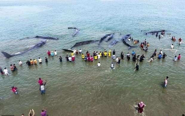 خودکشی ۱۰ نهنگ عنبر در سواحل اندونزی