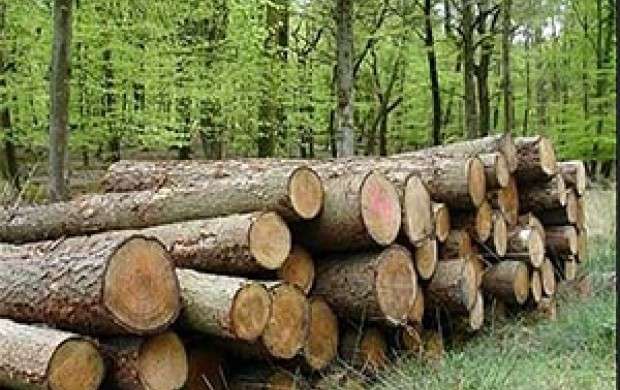 زنگ خطر قاچاق چوب برای جنگل های شمال