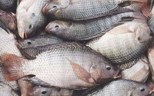 اختلاف بر سر پرورش ماهی وارداتی