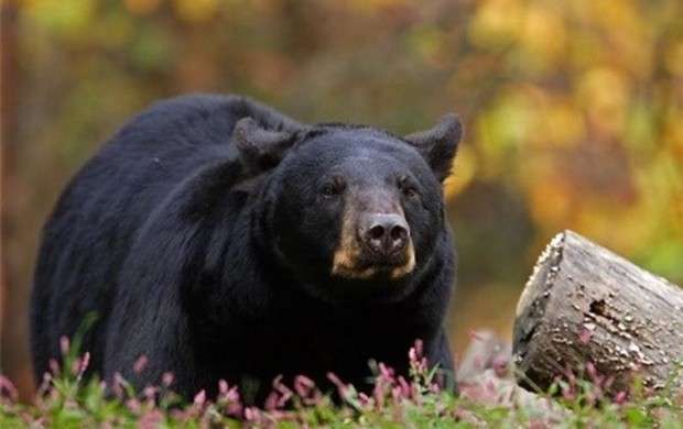 توقف جاده سازی در زیستگاه خرس سیاه