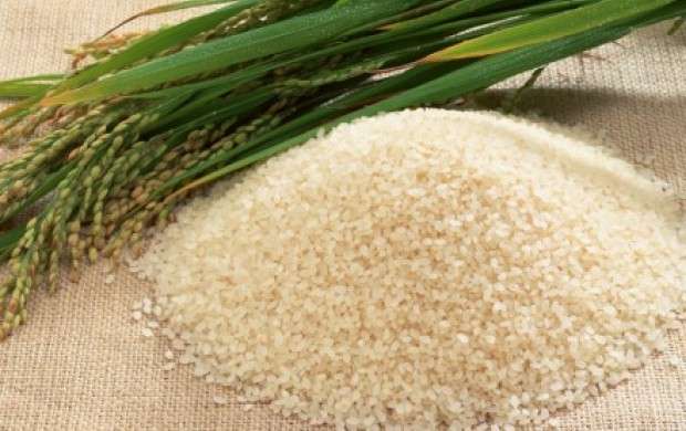 کم شدن کشش بازار برنج/ ثبات قیمت در مازندران