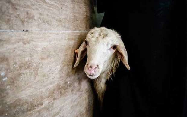 عکس/ آگهی معاوضه گله گوسفند با پورشه!