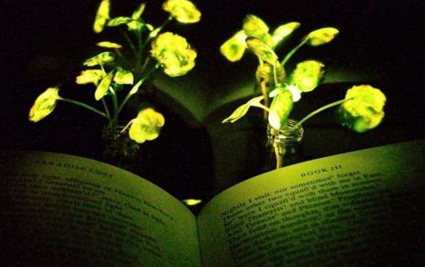 گیاهانی که قرار است جایگزین چراغ ها شوند!