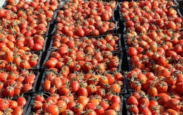 افزایش تقاضا، عامل گرانی گوجه فرنگی زمستانی