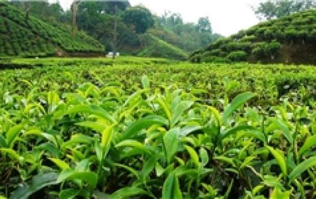 تولید چای از 70 هزار تن به 20 هزار تن رسیده است