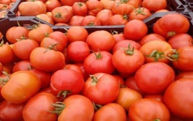 کمبود گوجه در بازار عامل گرانی
