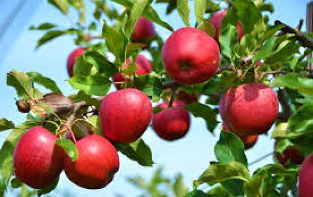 1.5 میلیون تن سیب در سردخانه‌ها بدون خریدار