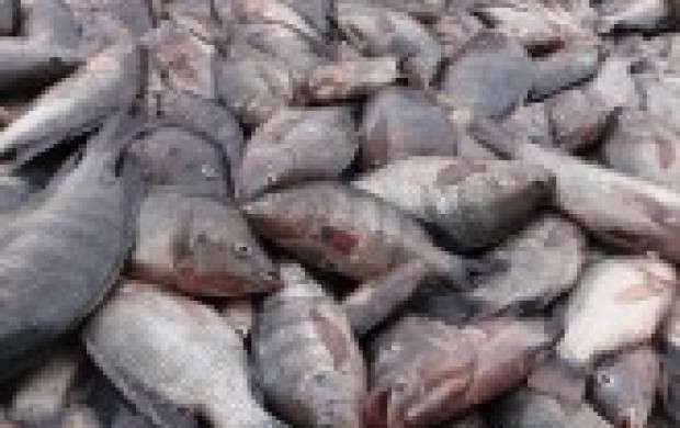 تیر خلاص تیلاپیا به واحدهای پرورش ماهی