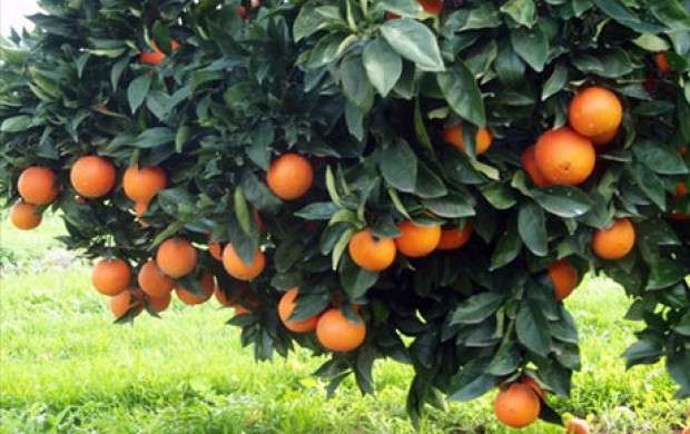 افزایش ۶ برابری قیمت پرتقال از باغ تا مغازه!