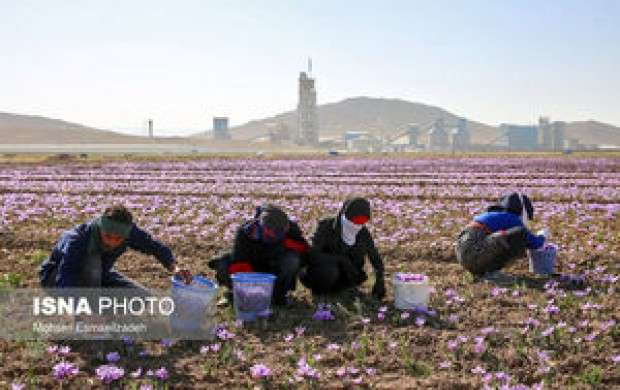 ایران چند درصد زعفران جهان را تولید می‌کند؟