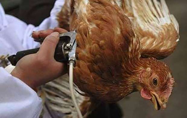 ۲هزار میلیارد خسارت وارده به صنعت مرغ تخم گذار