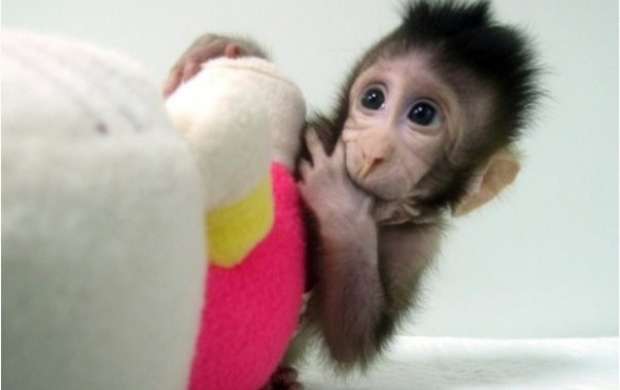 نخستین میمون های شبیه سازی شده متولد شدند