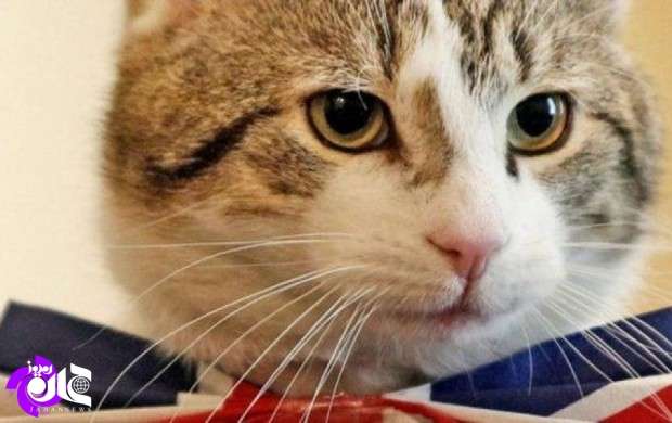 روایت بعیدی‌نژاد از «گربه‌های دیپلمات» در انگلیس