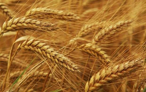ایران گندم روسیه را تبدیل به آرد و صادر می‌کند