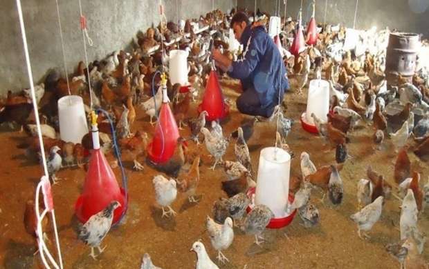 افغانستان واردات گوشت مرغ از ایران را ممنوع کرد