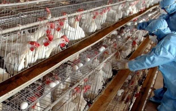 گسترش عجیب آنفلوانزای فوق حاد پرندگان در کشور