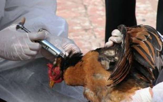 انتقال آنفلوانزای جدید پرندگان به انسان در کیش