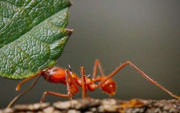 مورچه ای که زخم را درمان می کند