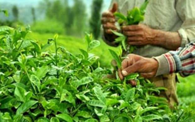 چای،ظرفیتی بالقوه در توسعه صادرات غیر نفتی
