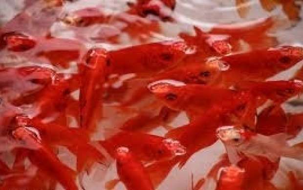 مرگ میلیون‌ها "ماهی قرمز" در ایام نوروز