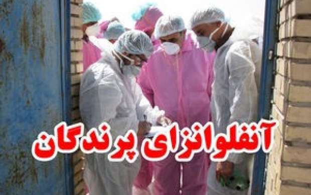 آنفلوآنزای فوق حاد پرندگان به کرمانشاه رسید