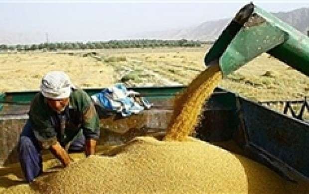 ۲۵۰۰ تن گندم از کشاورزان خریداری شد