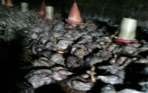 آتش سوزی ۹هزار قطعه مرغ را در مازندران تلف کرد