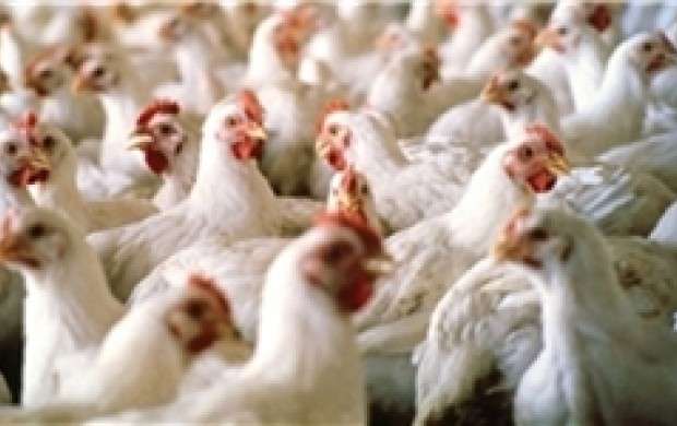 آنفولانزای پرندگان ۴۸۸ مرغداری را از بین برد