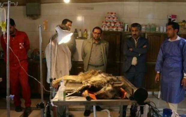 تیمار گرگ زخمی در مرکز درمانی +عکس