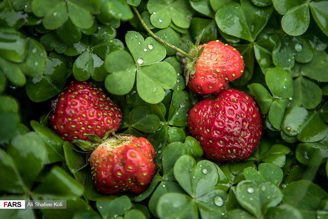 Liver problems  Symptoms and causes  Mayo Clinic