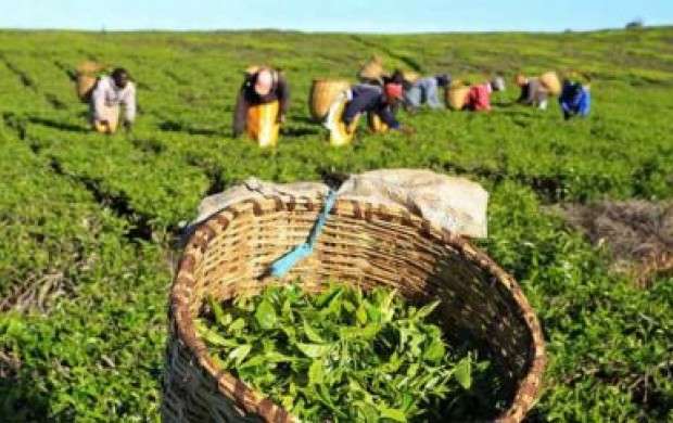 نزدیک به ۴۰ هزار تن برگ سبز چای برداشت شد