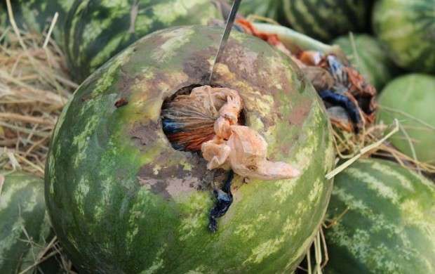 قاچاق ۱۰۶ کیلوگرم تریاک  در بار هندوانه