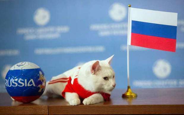 گربه پيشگو روسى ايران را برنده اعلام كرد !