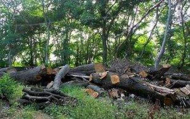 هر ثانیه ۳۵۰ متر جنگل در ایران نابود می‌شود