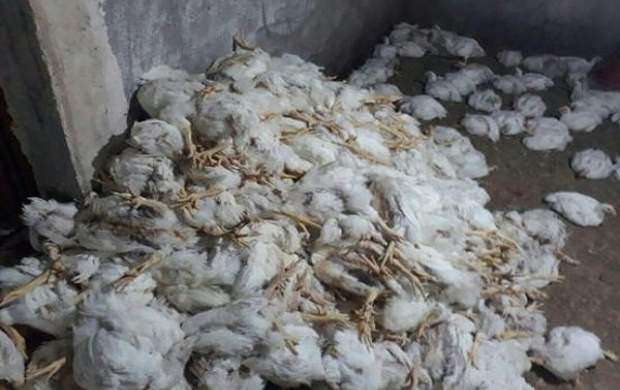 ۱۰ هزار مرغ بر اثر قطعی برق در آق قلا تلف شدند