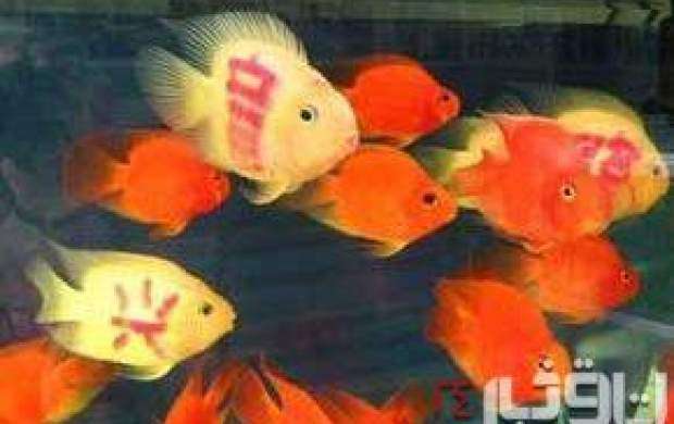 ماهی ها هم به دام"این هنرنمایی انسانی"افتادند!