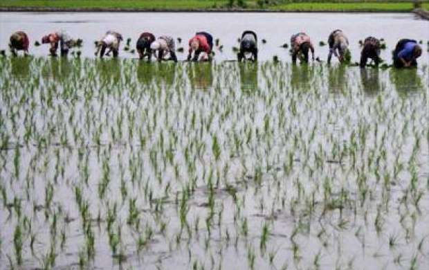 ممنوعیت واردات برنج به تعویق افتاد