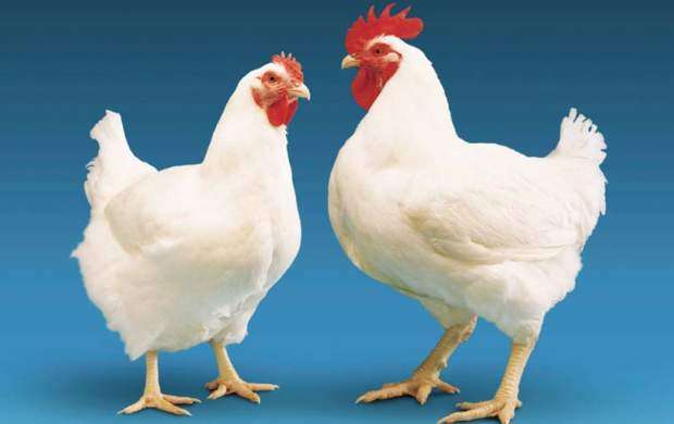 ماجرای رشد سریع مرغ در ۴۲ روز چیست؟
