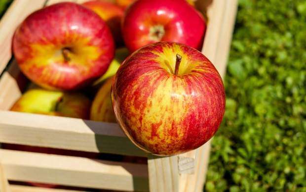 علل گرانی سیب درختی چیست؟