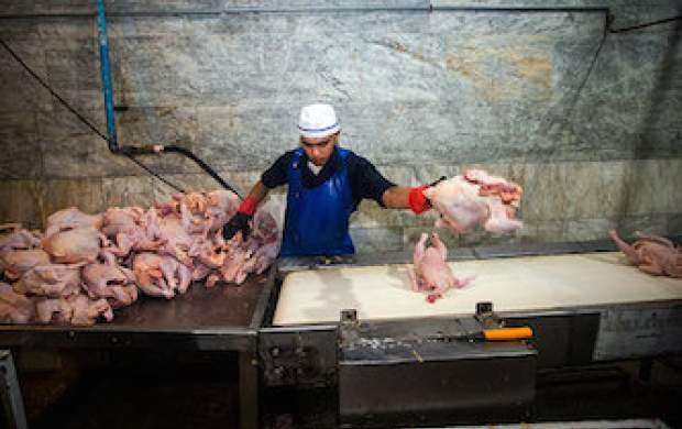 قیمت مرغ در بازار ۲۰ درصد گران‌تر از نرخ مصوب!