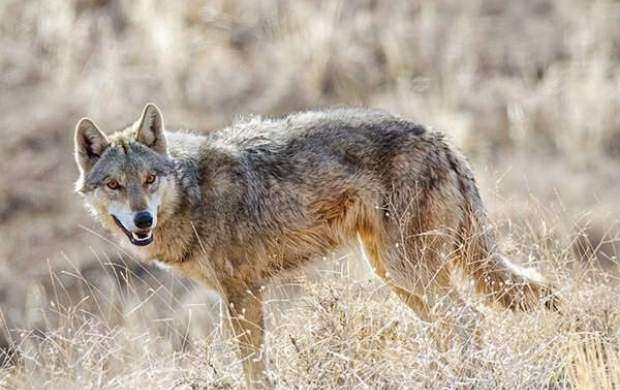 حمله مرگبار گرگ به کودکی در میبد