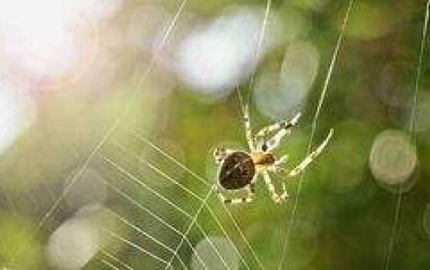 کشف عنکبوت شیرده در چین