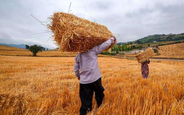 هشدار نسبت به قاچاق گندم به خارج از مرزها