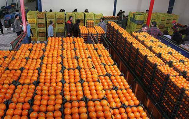 قیمت پرتقال شب عید ۳۱۰۰ تومان اعلام شد