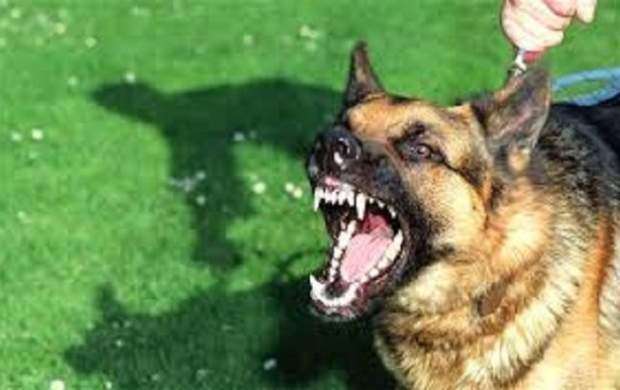 سگ گردانی در پارک های لواسان ممنوع شد