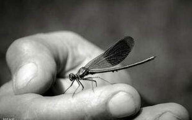 ۱۰۰ سال دیگر حشرات منقرض می شوند