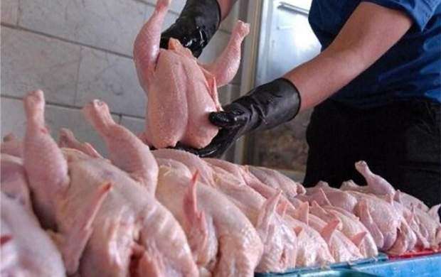 توزیع مرغ تنظیم بازاری با قیمت ١١هزارو ۵۰۰