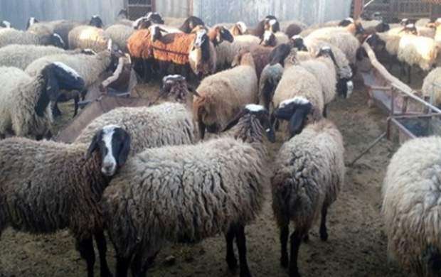 واردات ۵۰ هزار رأس گوسفند زنده تا پایان هفته