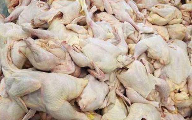 افزایش توزیع مرغ برای تنظیم بازار