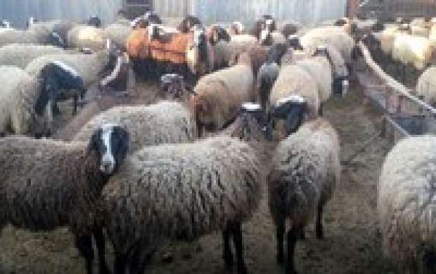 منتظر ورود گوسفندها به کشور باشید